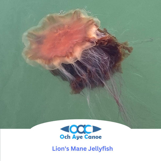 How to identify the Lion's Mane Jellyfish
